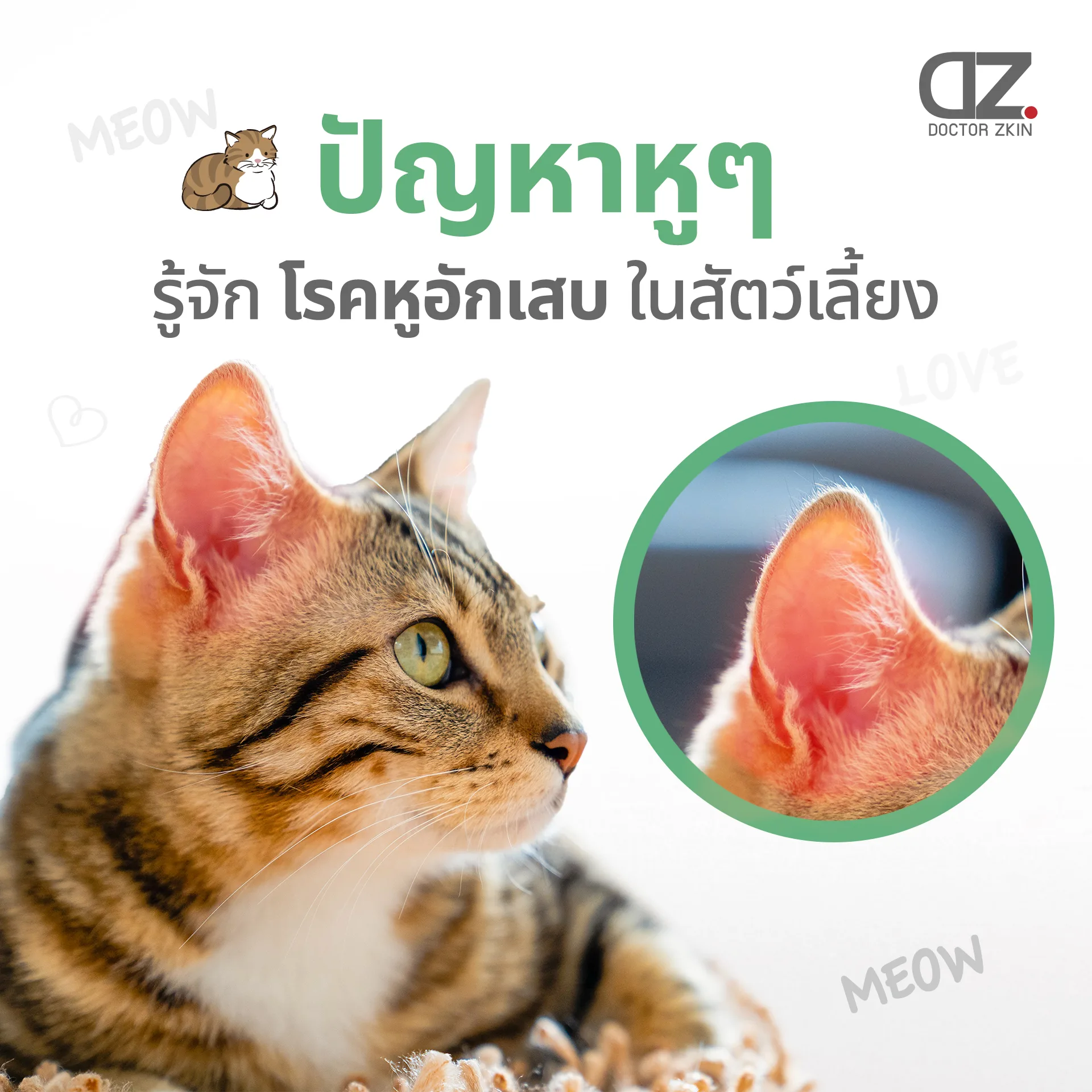 Cat ear infection awareness by dr.zkin
