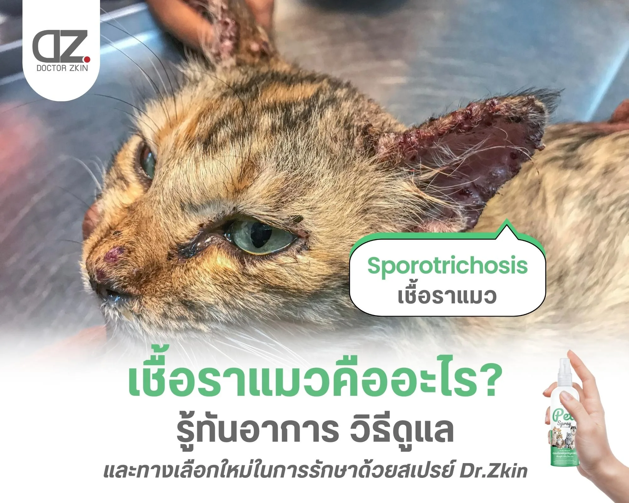 เชื้อราแมว คืออะไร_รู้ทันอาการ_วิธีดูแล_และทางเลือกใหม่ในการรักษาด้วยสเปรย์_Dr.Zkin เชื้อราแมว คืออะไร_รู้ทันอาการ_วิธีดูแล_และทางเลือกใหม่ในการรักษาด้วยสเปรย์_Dr.Zkin