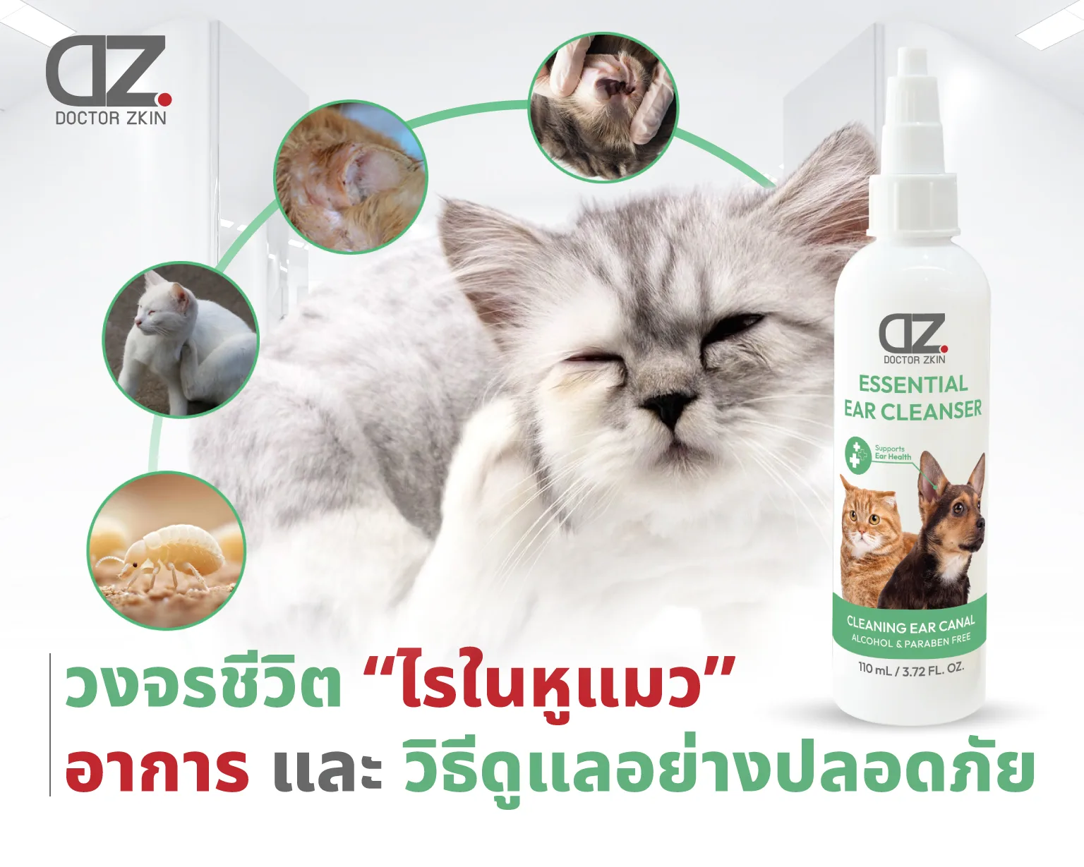 The life cycle of ear mites in cats